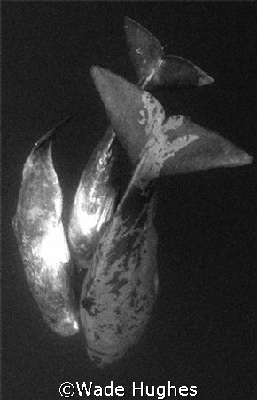 Two adolescent and one mature female sperm whales in the ... by Wade Hughes 