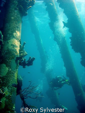 Salt Pier, Bonaire, N.A. by Roxy Sylvester 