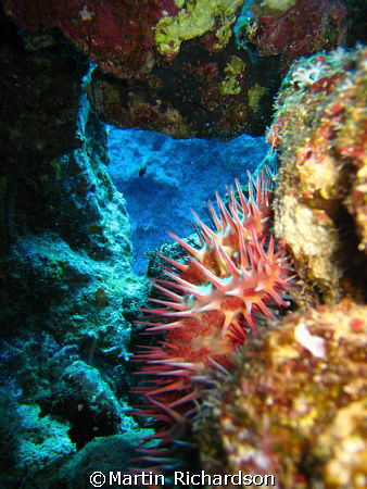 Crown Of Thorns Found at The Dreams Vacation House Reef by Martin Richardson 