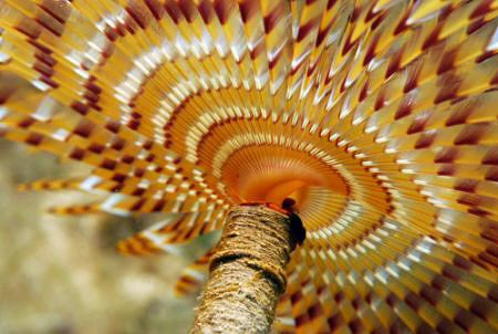 Nikon D80 60mm Macro Lens by Andy Kutsch 