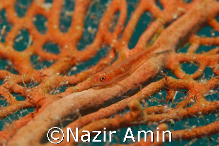 Taken with NIKON D80, Sigma 105mm Macro by Nazir Amin 