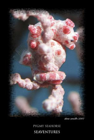 a healthy pygmy - 60mm canon by Stewart Smith 