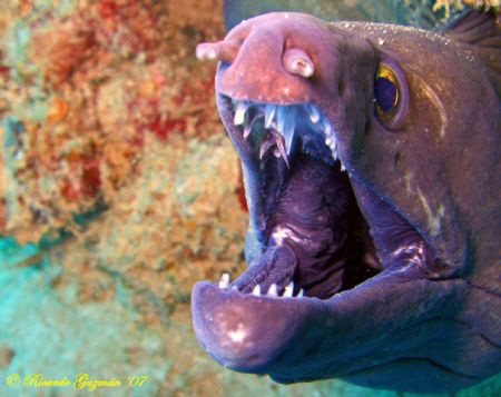 Conger at El Natural, Aguadilla. by Ricardo Guzman 