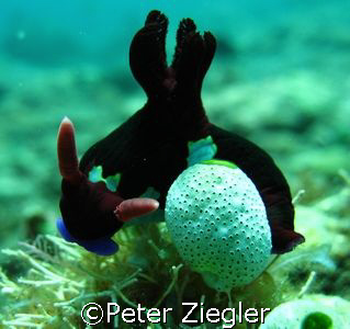 Nudy enjoying a ride ...

Sabang, Puerto Gallera, Mindo... by Peter Ziegler 