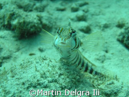 okay... what are you looking at? .....  taken at less tha... by Martin Delgra Iii 