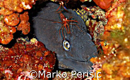 Moray-eel (Murene helena) looking rather happy with himse... by Marko Perisic 