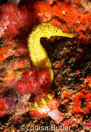 Seahorse at Richeliou Rock, Similan Islands, Thailand. by Louisa Butler 