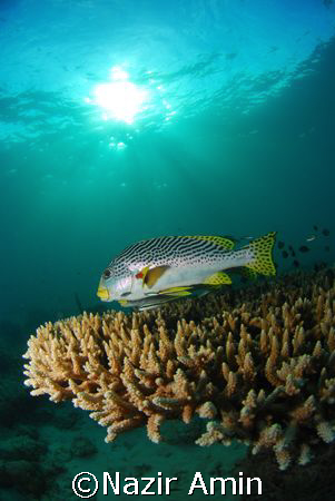 Diagonal Banded Sweetlips, Taken with NIKON D80, NIKKOR 1... by Nazir Amin 