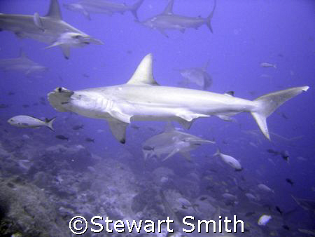 hammerheads at Darwin Arch - galapagos. by Stewart Smith 