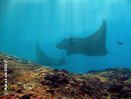 this picture take at manta point - nusa penida 
water te... by Alex Lok 