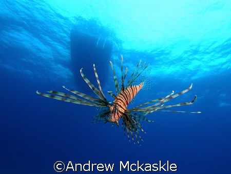 lion fish, Nikon D1 with SeaCam Housing by Andrew Mckaskle 