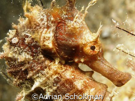 My 1st Sea Horse Picture. Taken with Olympus E-330 + 50mm... by Adrian Schokman 