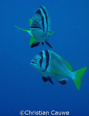 pagrus, dahab by Christian Cauwe 
