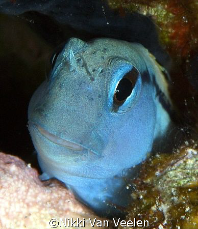 Blenny portrait taken at Shark observatory, Ras Mohamed p... by Nikki Van Veelen 