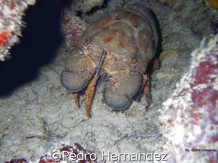Spanish lobster,Humacao,Puerto Rico by Pedro Hernandez 