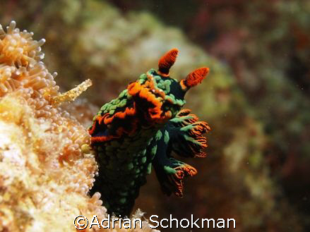 Taken at Tenggol Island with Olympus E-330 + 50mm Macro Lens by Adrian Schokman 