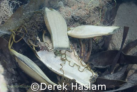 Dog fish egg case's. North Wales. D200, 60mm. by Derek Haslam 