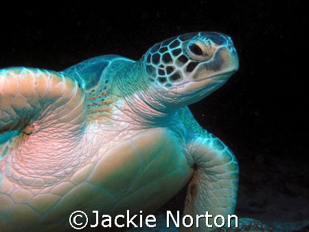 Take off... by Jackie Norton 