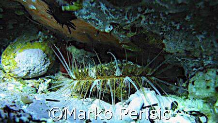 I think this this shellfish might be a Haliotis lamellosa... by Marko Perisic 