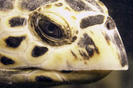 this little fella spent the whole dive with me, the only ... by Stewart Smith 