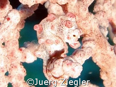 Pigmy Seahorse in Fan Coral - it's simply beautiful!

M... by Juerg Ziegler 