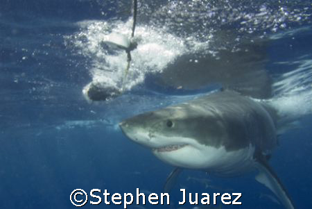 Yummie Yummie /Great White Shark Guadalupe Island  by Stephen Juarez 