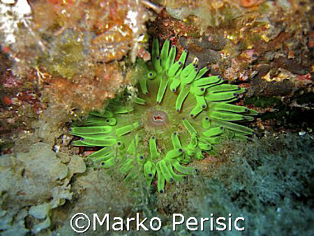 Vibrant color of Green Anemone Calvi Corsica  by Marko Perisic 