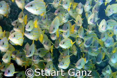 School of blue stripe snapper by Stuart Ganz 