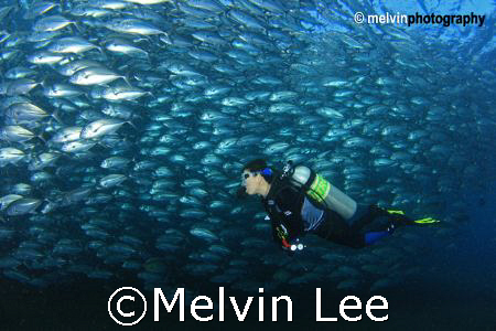 Schooling jack with diver , Tulamben Liberty wreck , Bali by Melvin Lee 