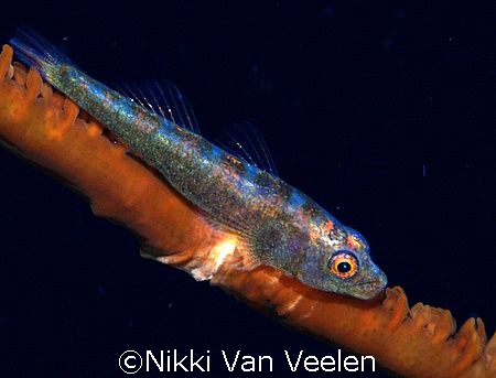 whip goby taken at Shark ov\bservatory with e300 and 105m... by Nikki Van Veelen 