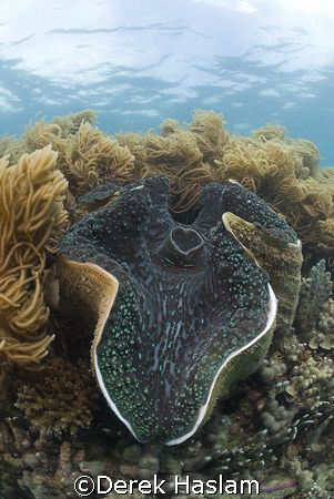 Giant clam. Lowe island's. D200, 10.5mm. by Derek Haslam 