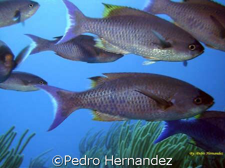 Creole Wrasse,Humacao,Puerto Rico by Pedro Hernandez 
