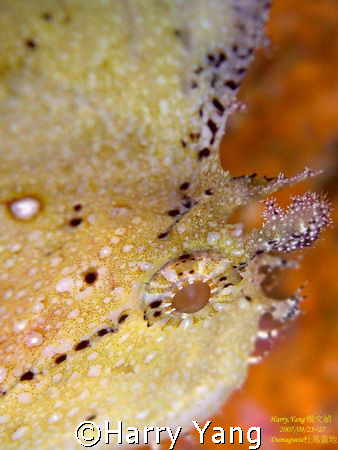 Scorpion Fish eye.  2007/09/25 by Philippine Dumaguete.
... by Harry Yang 