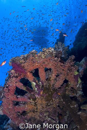 Wagon Wheels on the wreck of the Numidia on Big Brother i... by Jane Morgan 