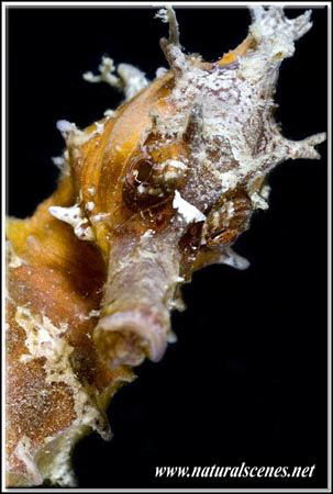 Seahorse portrait 350D/70mm by Yves Antoniazzo 
