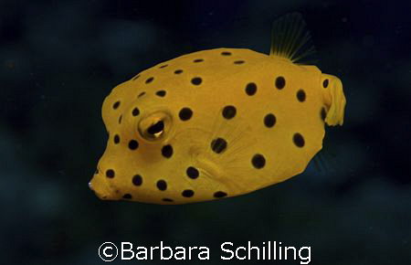 Box fish up close. Taken with Olympus 8080 by Barbara Schilling 