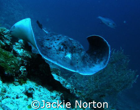 This Stingray was definitely on his way to somewhere. by Jackie Norton 