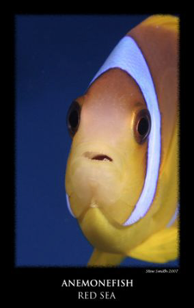one of many at nemo city - marsa alam  by Stewart Smith 