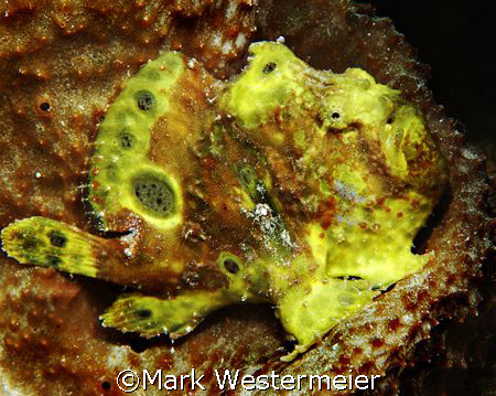 Frogfish - Bonaire taken with an Aquatica housing, Nikon ... by Mark Westermeier 