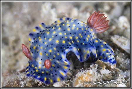 I love those painted hipselodoris 350D/70mm by Yves Antoniazzo 
