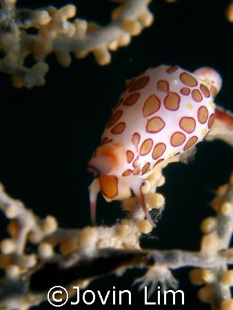 Is this a Flamingo tongue? Taken with Olympus C7070 with ... by Jovin Lim 