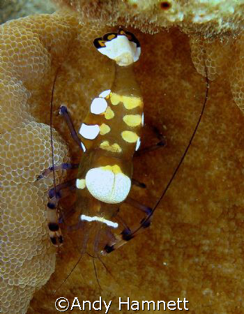 Clown Shrimp. Very hard to photograph, as he never ventur... by Andy Hamnett 