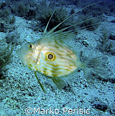 Saint Peter's fish/John Dory Brac Croatia. by Marko Perisic 