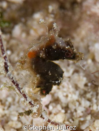 Pigmy Sea Horse , Fiji ,Fiji Aggressor by Stephen Juarez 