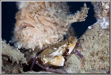 Hey you... get off my back!!! D200/60mm by Yves Antoniazzo 