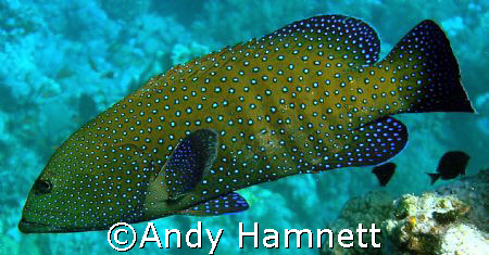 Jewelled  Grouper, taken at Sha ab Hamdallah,Safaga, Egypt. by Andy Hamnett 