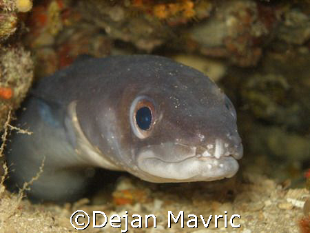 Curious cute conger.
island Hvar, Adriatic
Olympus SP-3... by Dejan Mavric 