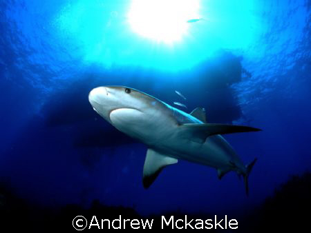 Who's eyeballing who / caribbean reef shark by Andrew Mckaskle 