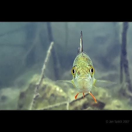 Fresh water, a small bass (perch?) again, in the front vi... by Jan Spacil 
