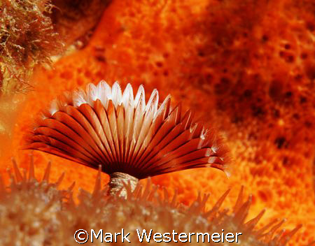 Orange on Orange - Taken with a Nikon D100, Aquatica hous... by Mark Westermeier 